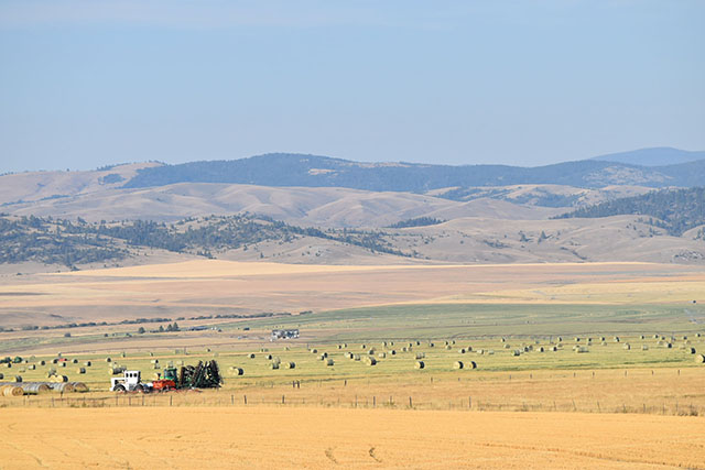 Hay Fields Mountain Backdrop Galt Ranch