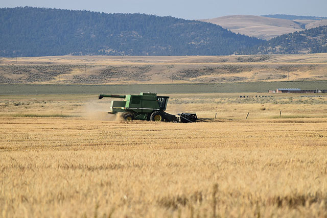 Wheat Harvest Galt Ranch