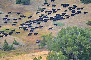 Gathering Cattle From Pasture Galt Ranch Thumbnail