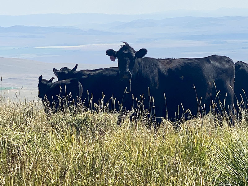Montana Cattle Beef For Sale