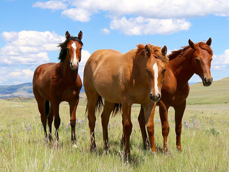 Montana Quarter Horses For Sale