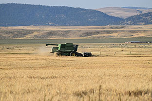 Wheat Harvest Galt Ranch Thumbnail