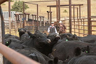 Working Cattle Loading Trucks Galt Ranch Thumbnail
